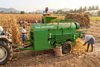 maize